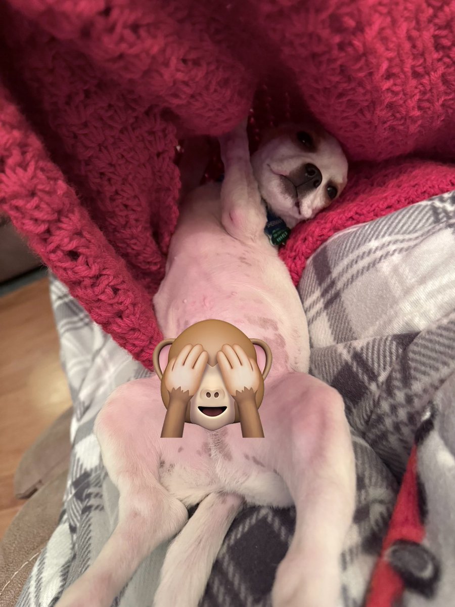 You wonder why I don’t get much done? He crawls into the layers and falls asleep 💤 all toasty and warm. He Does NOT like to be cold 🥶, winter ❄️ should be interesting 🤔 he is on his back all spread out.