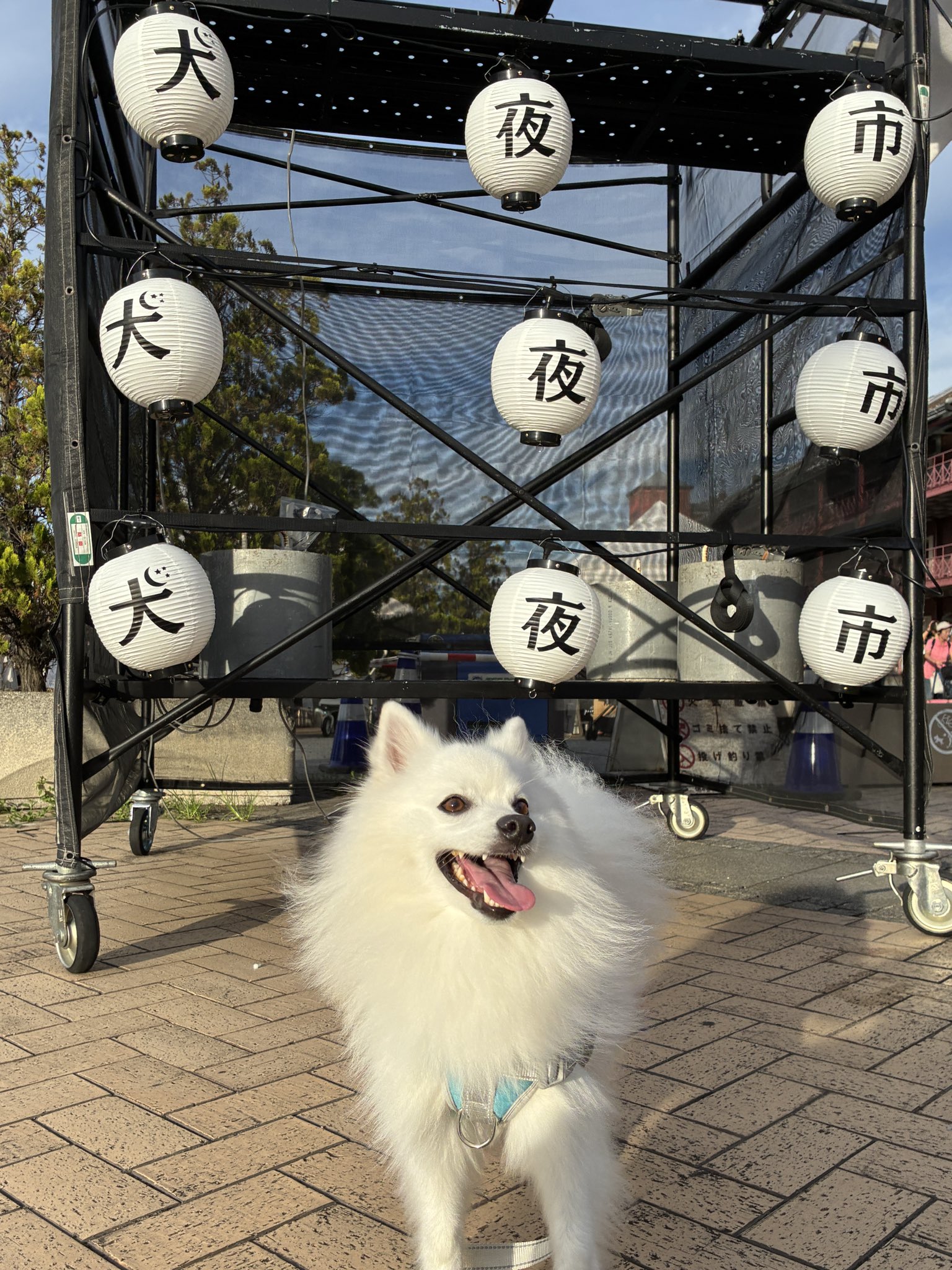 チェルシー@日本スピッツ🐶🐾 on X: 