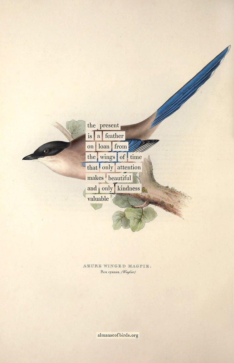 A #birddivination for your day. Part of the deck of 100 (arriving in 10 days! Find it and see more divinations at almanacofbirds.org) and also available as a solo print at bit.ly/magpiedivinati…