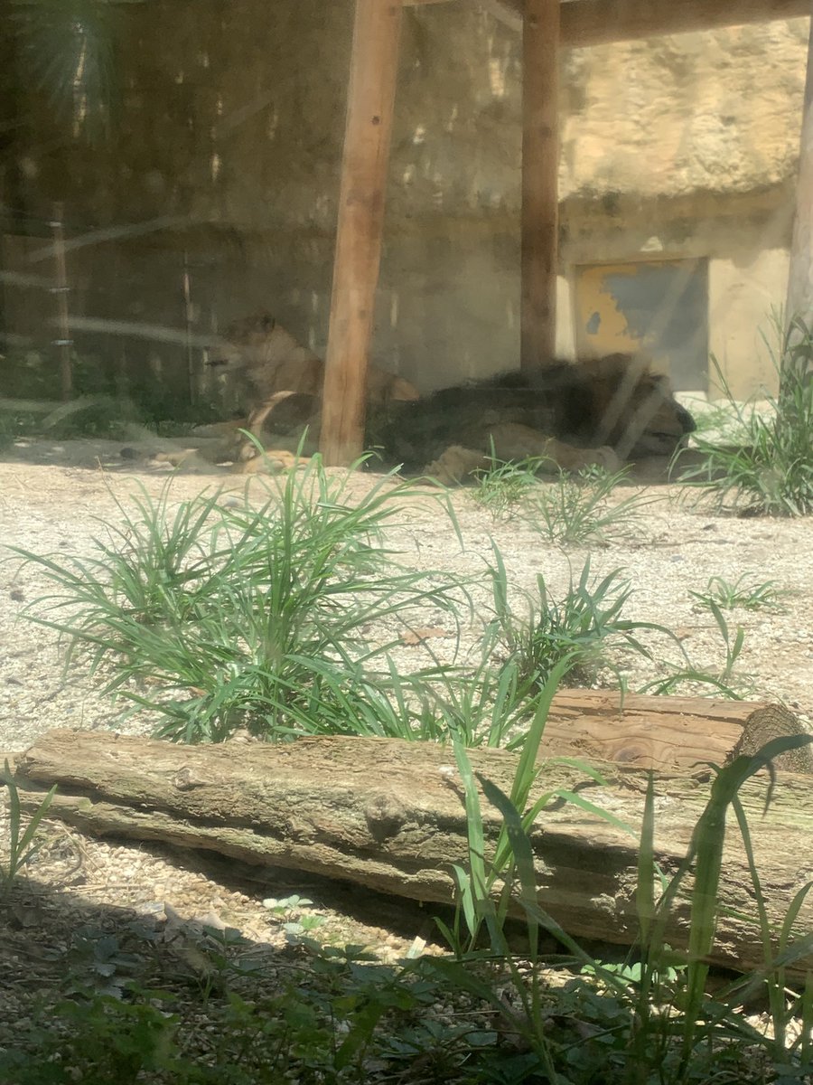 dogsguitar's tweet image. ライオン夫妻
寝そべり

#goldentriangle
#東武動物公園