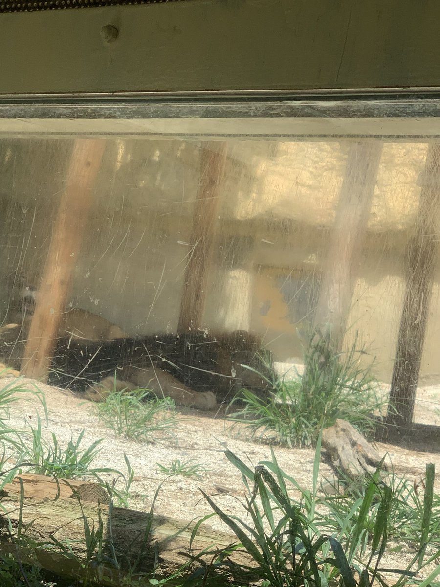 dogsguitar's tweet image. ライオン夫妻
寝そべり

#goldentriangle
#東武動物公園