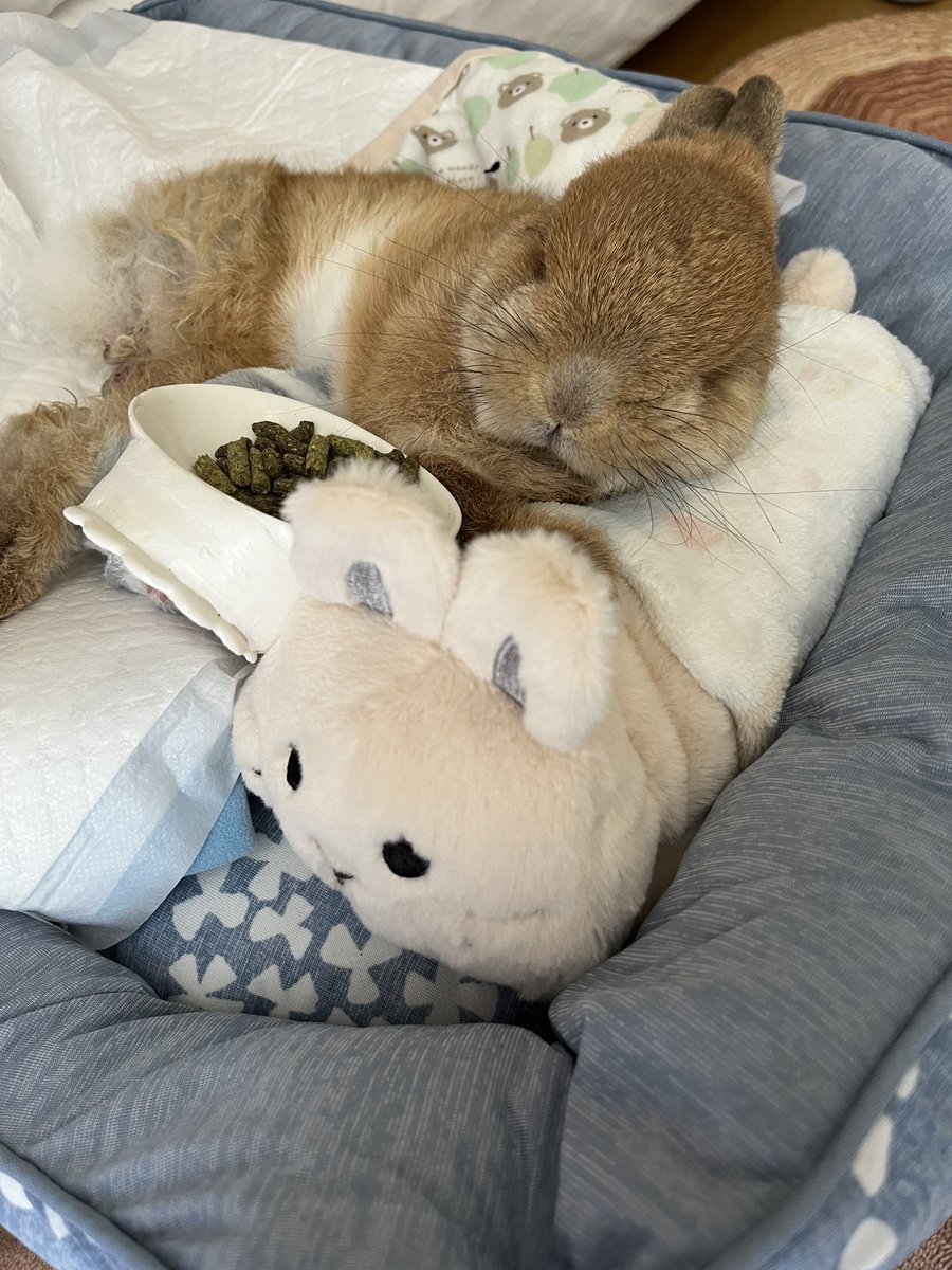 piccolocibi's tweet image. 今日の魔改造😂
ダイソーで売ってたペンケースに少し(?)手を加え私好みの背もたれクッションに🐰
ベッドはニトリの角形Sサイズ
お店で「Sだと小さいかな、、」と思ったけど家に帰ったら「でかっ💦」ってなったよ🤣
介護を少しでも楽しく快適に✨
#シニアうさぎ
#うさぎの介護