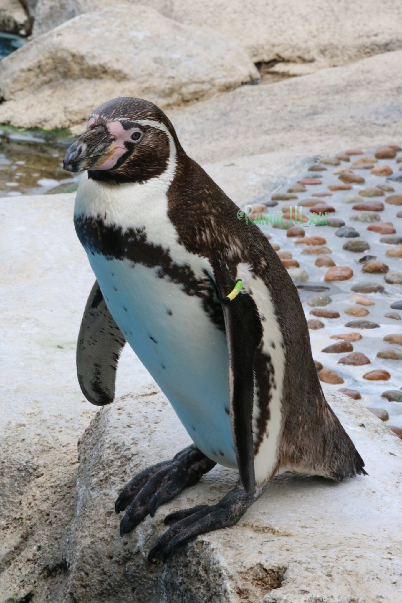 ➖牧場王様➖ボナベンチュラ　ペンギン 天王寺動物園ペンギンパークのフンボルトペンギン（2024年2月