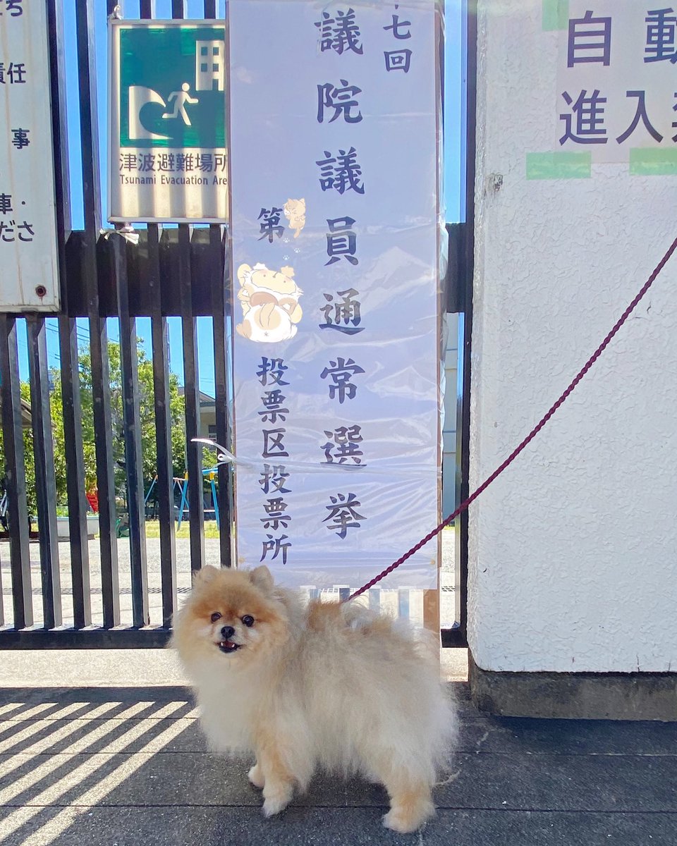 ソラも一緒に行ってきたよ🗳

 #ポメラニアン
 #投票に行こう