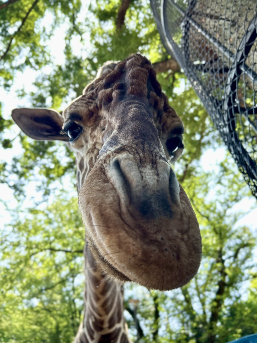 【専用ページ】ケープキリン South African Giraffe 頚椎 180882447.jpg?cmsp_timestamp=