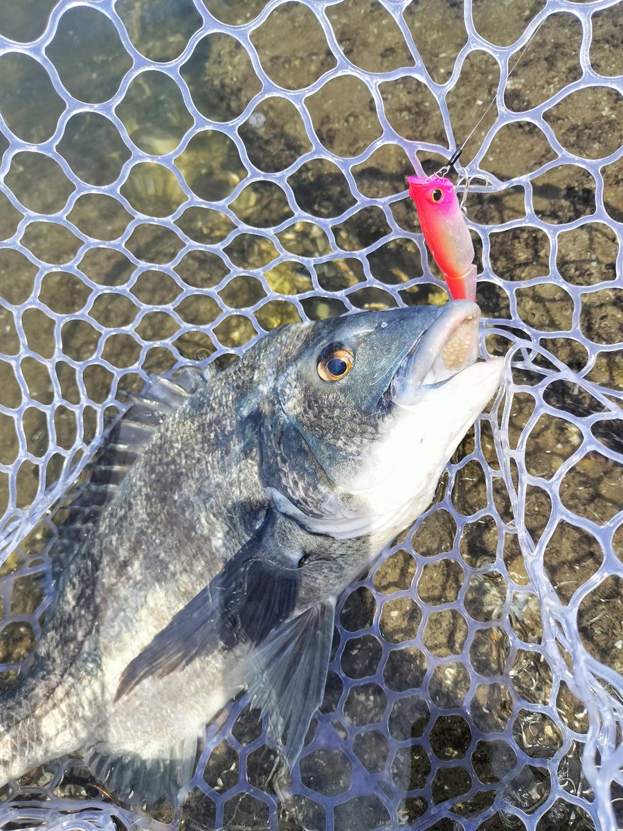 0hirofishing0's tweet photo. RISE JOINTで一撃51cm😊
4～5匹追いかけて来てて一番でかいヤツが来てくれた。
トップは全てバーブレス
#RISEJOINT 
#SHIMANO 
#チニング 
#トップチニング https://t.co/wk4JshQuNr