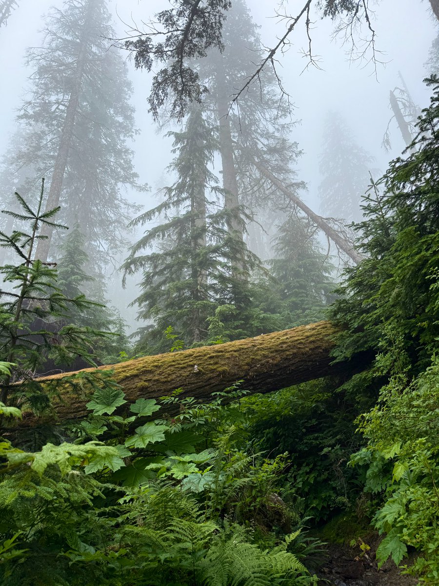 BenjiBacker's tweet image. Another magical Saturday in U.S. Forest Service land, owned and protected by the American people