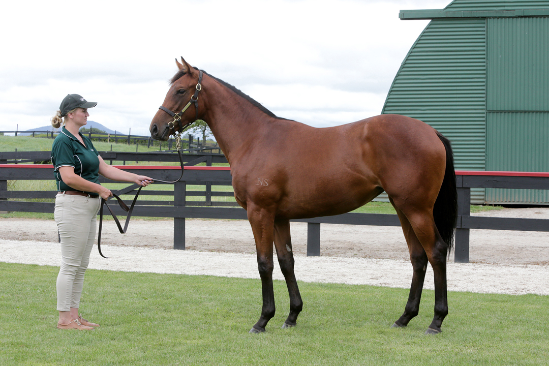 Curraghmore (@curraghmorenz) on Twitter photo Following on from Caboche's win yesterday, his full sister Mosamour (Vadamos x Floramour) has won fresh up at Seymour today.
Bred by Nearco Stud, she was purchased by Chris Waller Racing & <a href="/MulcasterBS/">Mulcaster Bloodstock</a> out of our 2023 Karaka Book 1 draft.
Congrats to all 👏#theprovensource☘️ Following on from Caboche's win yesterday, his full sister Mosamour (Vadamos x Floramour) has won fresh up at Seymour today.
Bred by Nearco Stud, she was purchased by Chris Waller Racing & <a href="/MulcasterBS/">Mulcaster Bloodstock</a> out of our 2023 Karaka Book 1 draft.
Congrats to all 👏#theprovensource☘️
