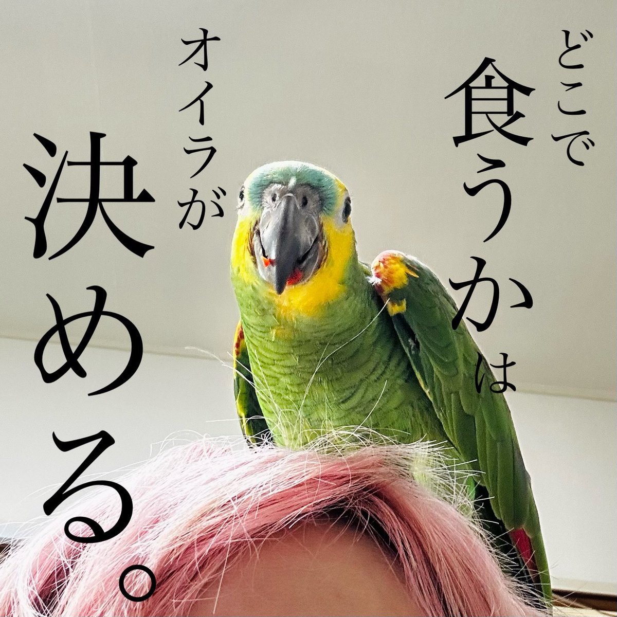 buncho_honey's tweet image. 絶対降りない
朝の野菜を
モチャモチャ食べる
435gの男。
#アオボウシインコ