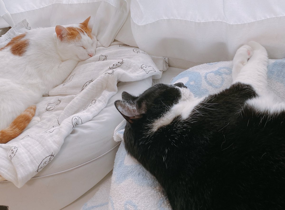 soraco0911's tweet image. 今日は男の子同士で仲良く🐱💤

朝から吐き気しててまだ治療が始まってもいないのにどういう事って思ったけど気のせいにしてゲームして気を紛らわせた

選挙か…
旦那さん帰ってから一緒に行こかな