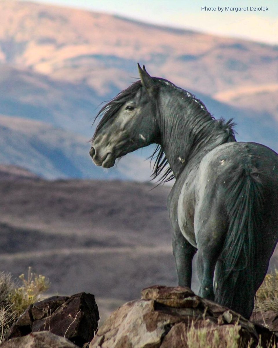 FreeWildHorses's tweet image. Panterra… watching over his valley. 📍 Virginia Range, Nevada