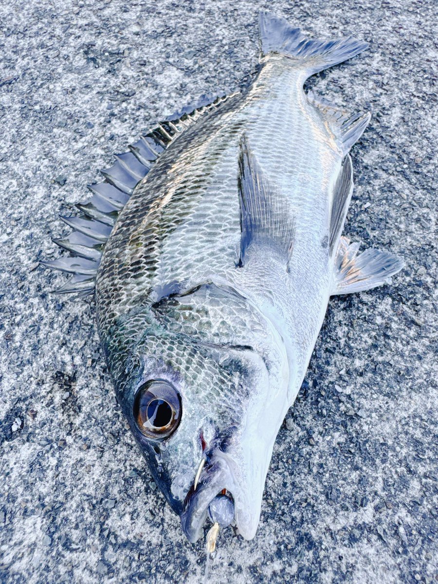 舞鶴まで旅行した隙間時間に2時間程前打ちしてきました！