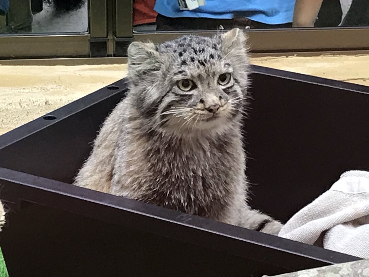 mitaka_doooon's tweet image. 本日のマヌルネコです🐱

箱入りネコ。

#マヌルネコ #アズ 
#那須どうぶつ王国