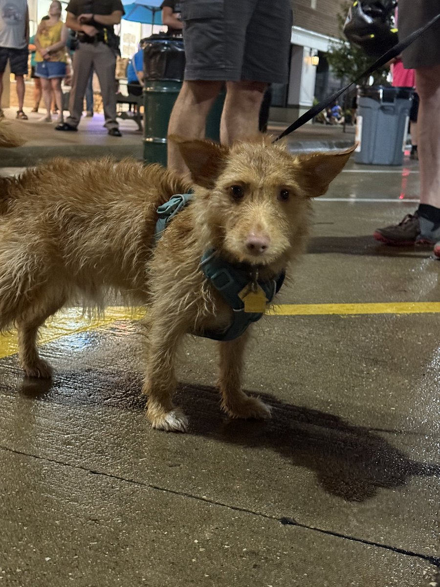 PrepDigChris's tweet image. This week is devoted to #dogsofragrbai
@RAGBRAI_IOWA
More to come!