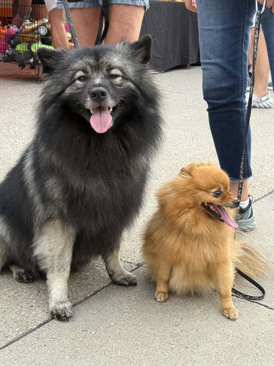 PrepDigChris's tweet image. This week is devoted to #dogsofragrbai
@RAGBRAI_IOWA
More to come!