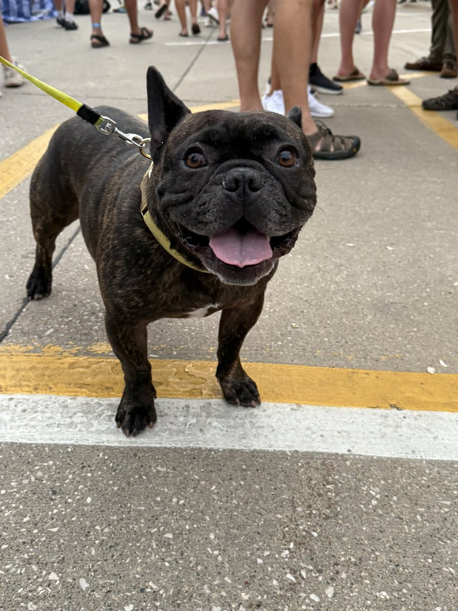 PrepDigChris's tweet image. This week is devoted to #dogsofragrbai
@RAGBRAI_IOWA
More to come!