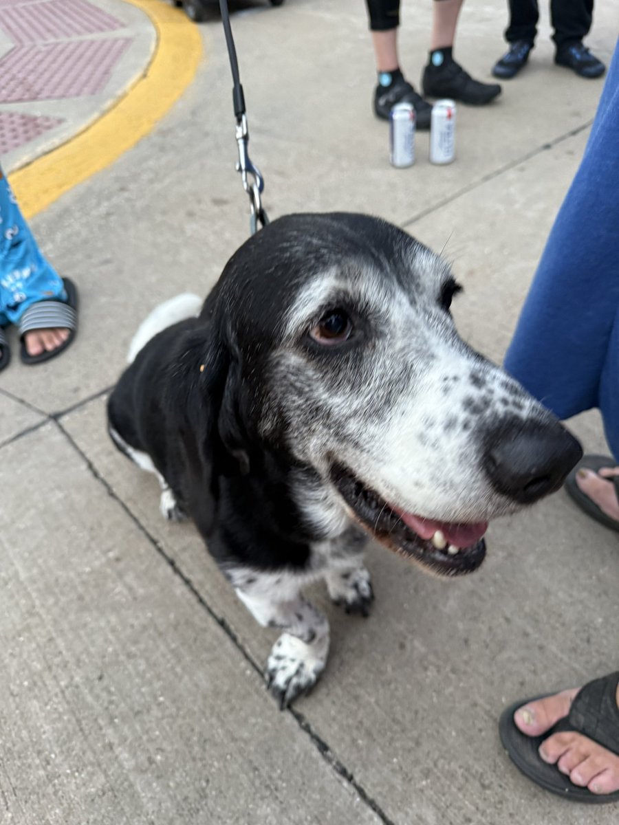 PrepDigChris's tweet image. This week is devoted to #dogsofragrbai
@RAGBRAI_IOWA
More to come!