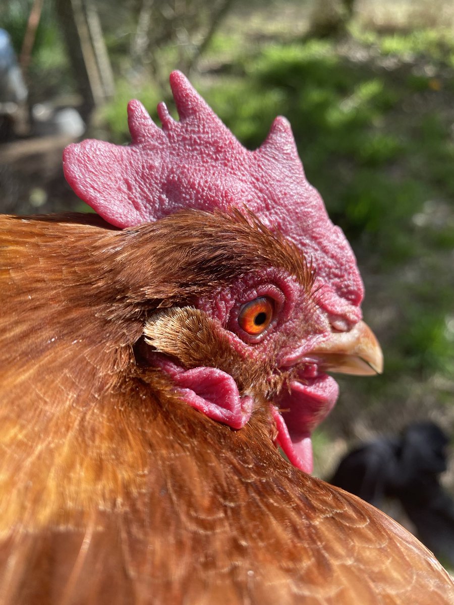 angijones's tweet image. Chooks look cute on Instagram by it’s not cute picking egg shells and poop out of a chooks vent with its butt under a warm tap for 20 minutes. 10 year old hens who were headed for slaughter at 2 tend to develop age related health problems but caring for them is so worth it. 🥰
