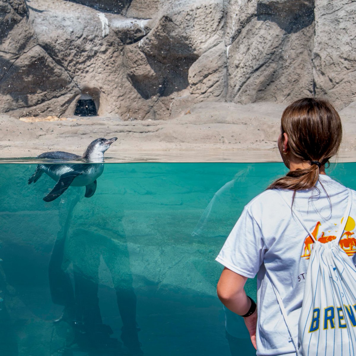 MilwaukeeCoZoo's tweet image. Vote for your favorite Humboldt penguin name👉 mkezoo.com/NameOurPenguin
Vote once per day now through July 20, 2025!
#humboldtpenguin #MKEZoo