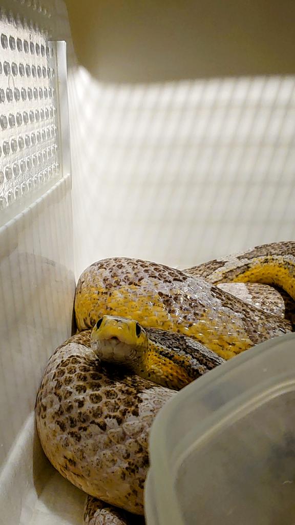 tkysnakecenter's tweet image. アイスくんのお部屋に潜入〜今日は出勤です🐍みなさんは三連休いかがお過ごしですか
さて、本日のふれあい担当は、キッチ、くう、太陽、わっこ、ゆうり、タッチ、リッツ、アイス、特別指名ヒデ&もずく&ノイ&チー坊&凛です #東京スネークセンター
