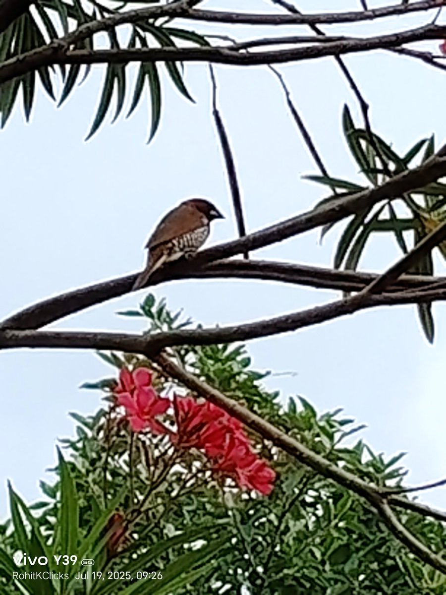 ROHITKUMBHOJKAR's tweet image. Adding to the Natures Beauty was the Presence and #Chirping of the #Birds.It was an Non Stop activity going on to give  the Ears enjoy the Natural Melody far away from the Vehicular Honking,Pollution keeping the Air Fresh.
#RohitKClicks
5/n