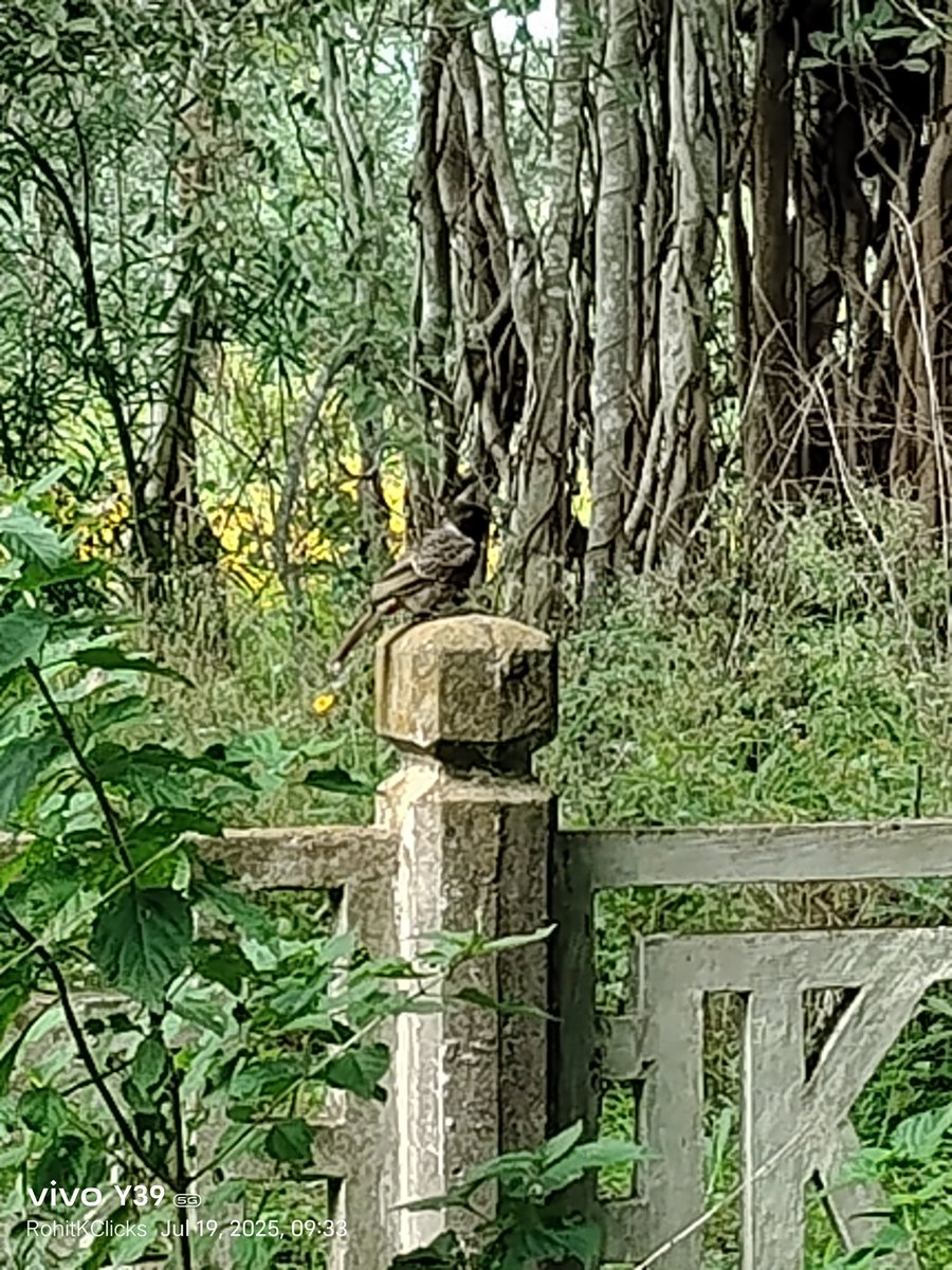 ROHITKUMBHOJKAR's tweet image. Adding to the Natures Beauty was the Presence and #Chirping of the #Birds.It was an Non Stop activity going on to give  the Ears enjoy the Natural Melody far away from the Vehicular Honking,Pollution keeping the Air Fresh.
#RohitKClicks
5/n
