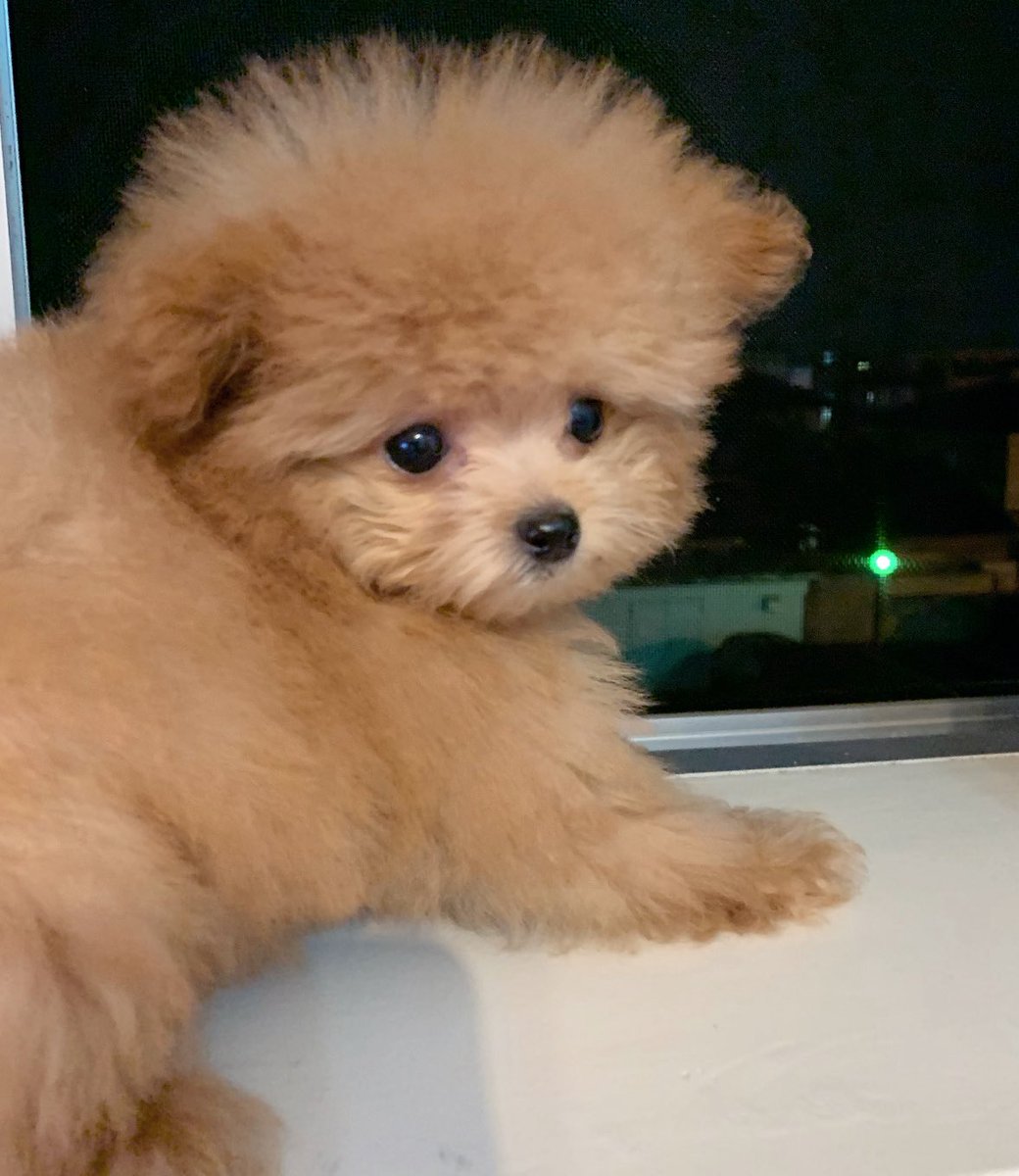 Fuwanopapa's tweet image. 赤ちゃんの頃可愛くて眺めてた🧸

#ポメプー