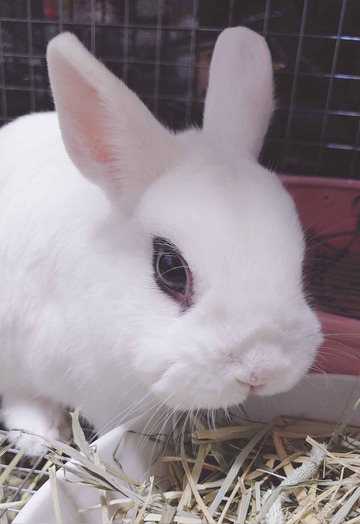 BuNNY TRAP/ﾎﾞｰﾏｽ60 D21.22⋆ᙏ *✨️ on X: 