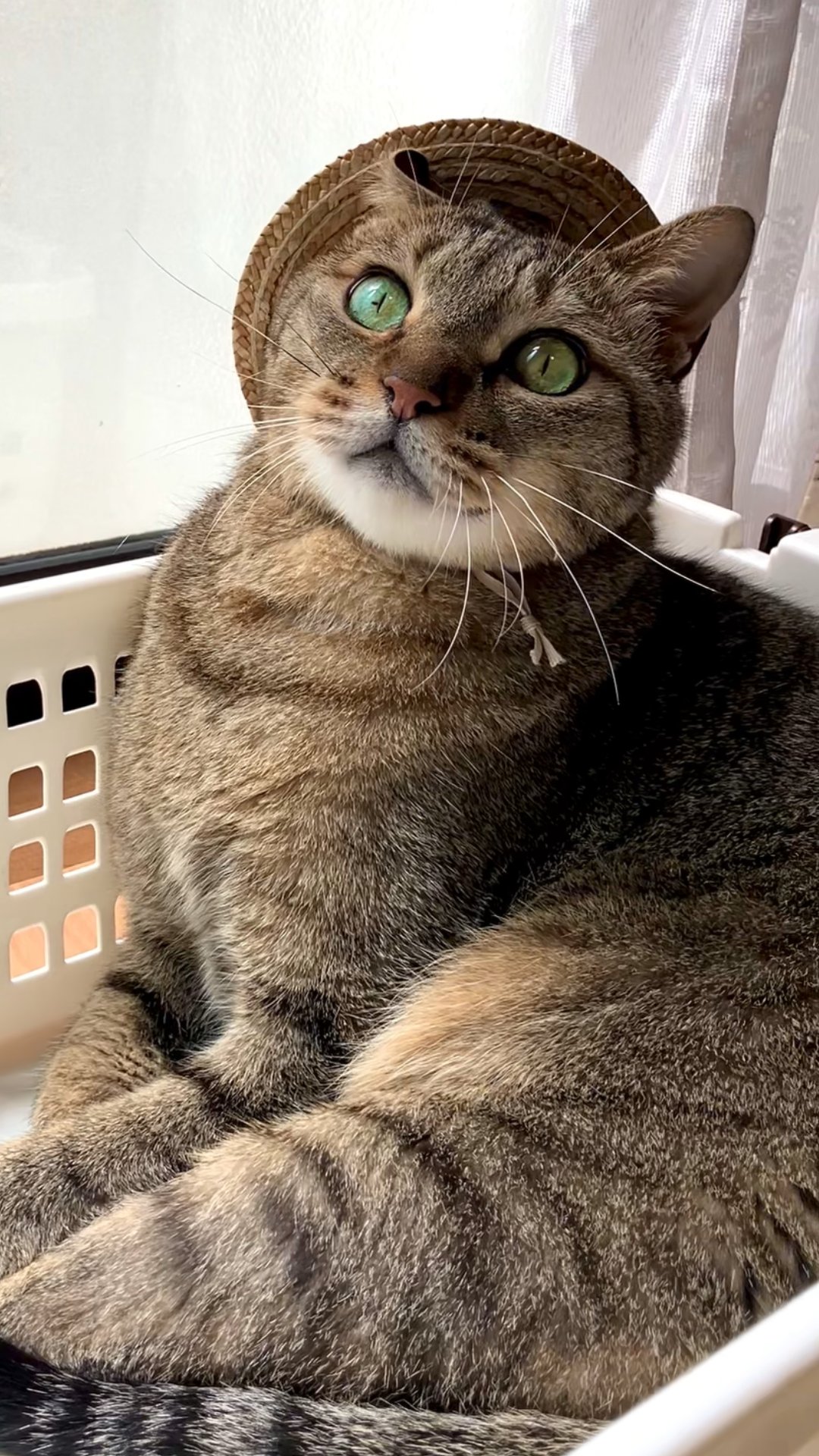 ねこ うつぶせ三毛猫｜WooBia公式オンラインショップ – WooBia