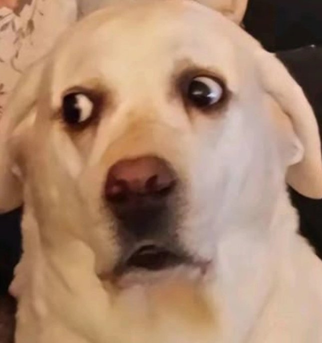 l*urz (@minorbagalert) on Twitter photo 