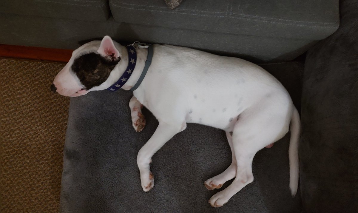 rexthetvterrier's tweet image. Goodnight everyone 💞. Dream of a better world ☮️. I know that's not easy right now. #Goodnighteveryone #KindnessMatters #WeMissYouRex #Dogs #LoveYouRex #SweetDreamsSpike