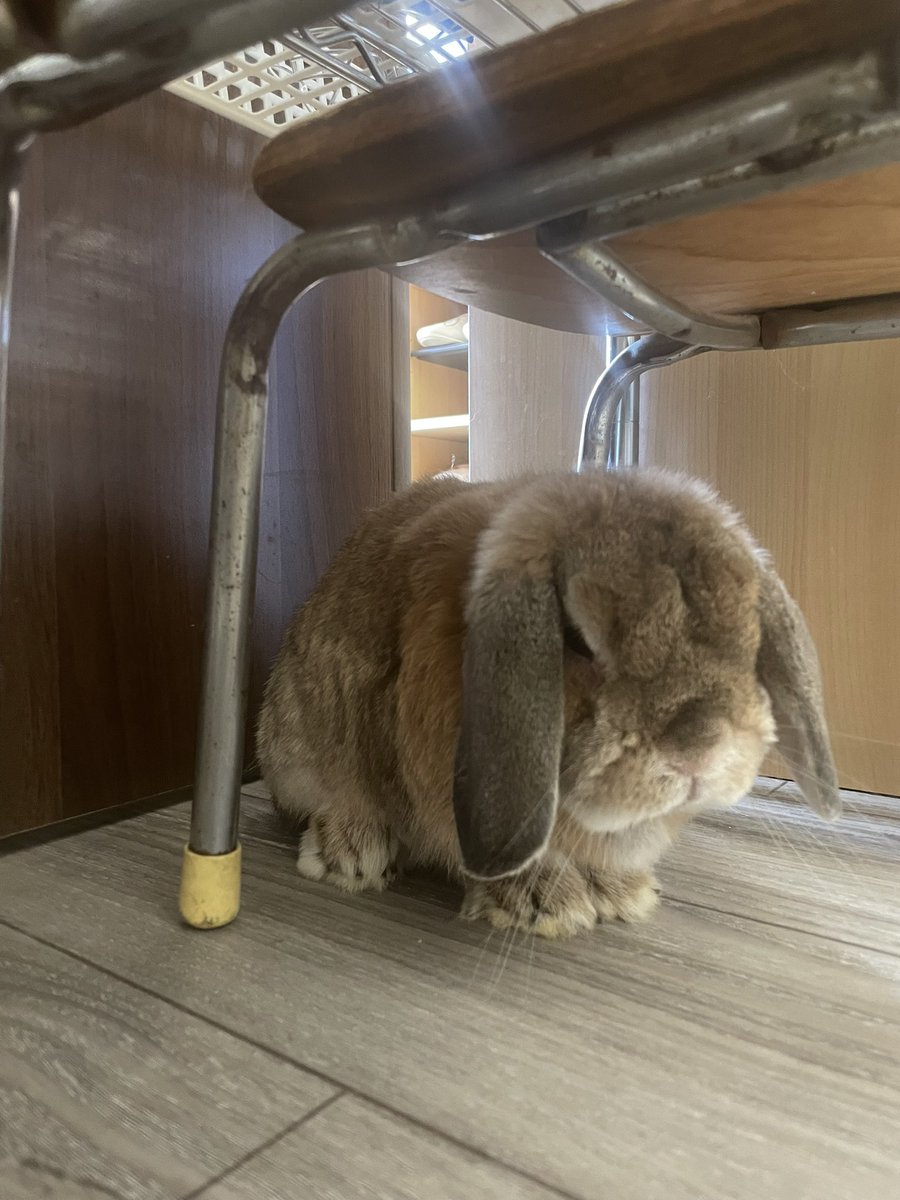 chocolate_otter's tweet image. 本日も12時開店しました🙇‍♂️
参院選投票日です🗳️何か良い方向に向かう事を願いつつ期日前投票で済ませてきました🙆‍♂️本日もご来店お待ちしております😊パトラッシュくん🐰