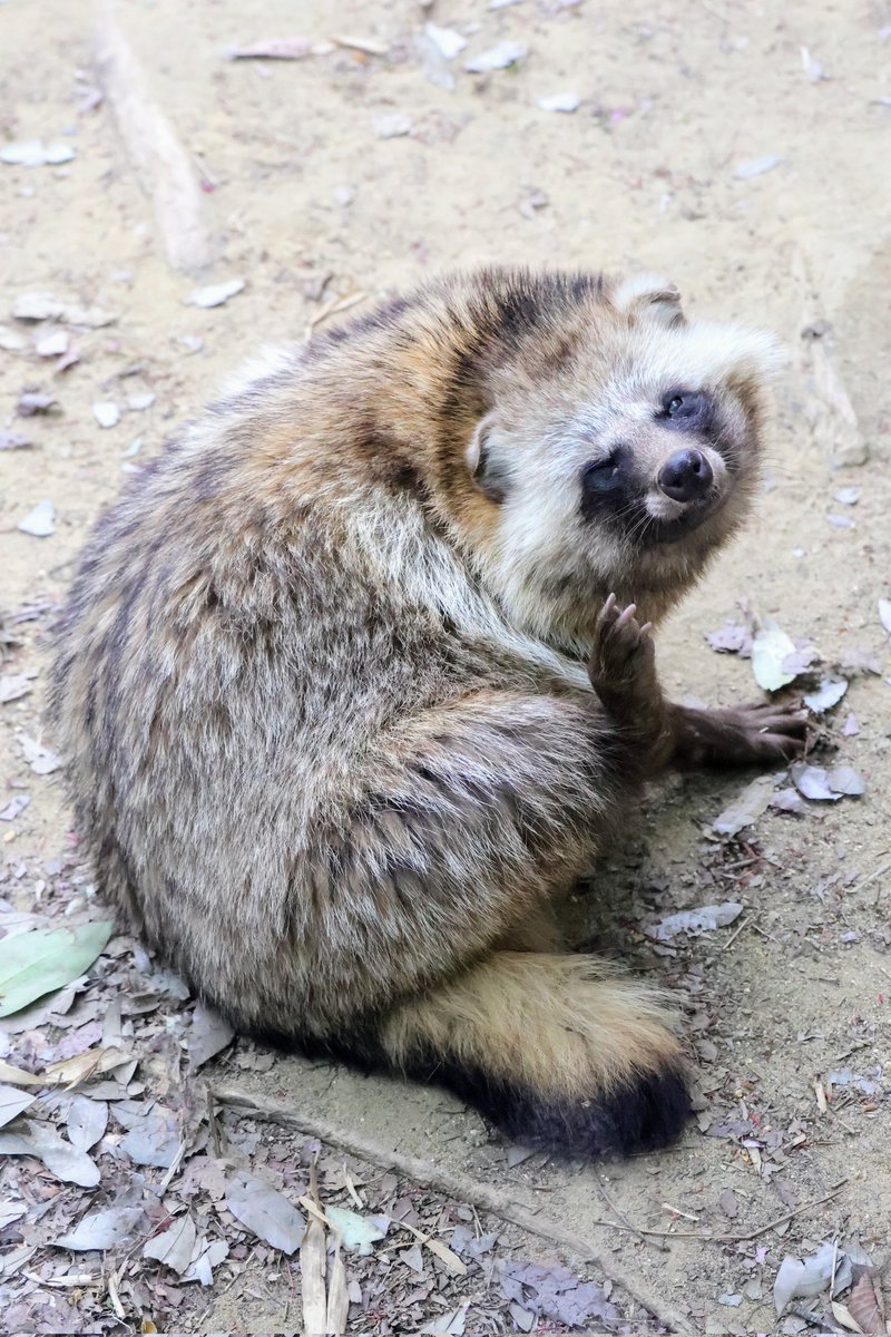renard0214's tweet image. #全日本ポーズを決めた狸選手権
#八木山動物公園 #yagiyamazoo
#ホンドタヌキ #racoondog #tanuki
#正吉
📷️2025.04