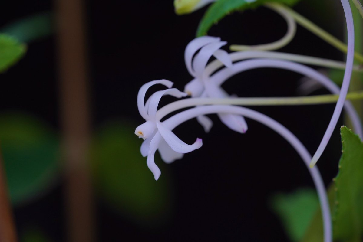 ko_uncloud's tweet image. 庭で初めてフウランが開花。嬉しい