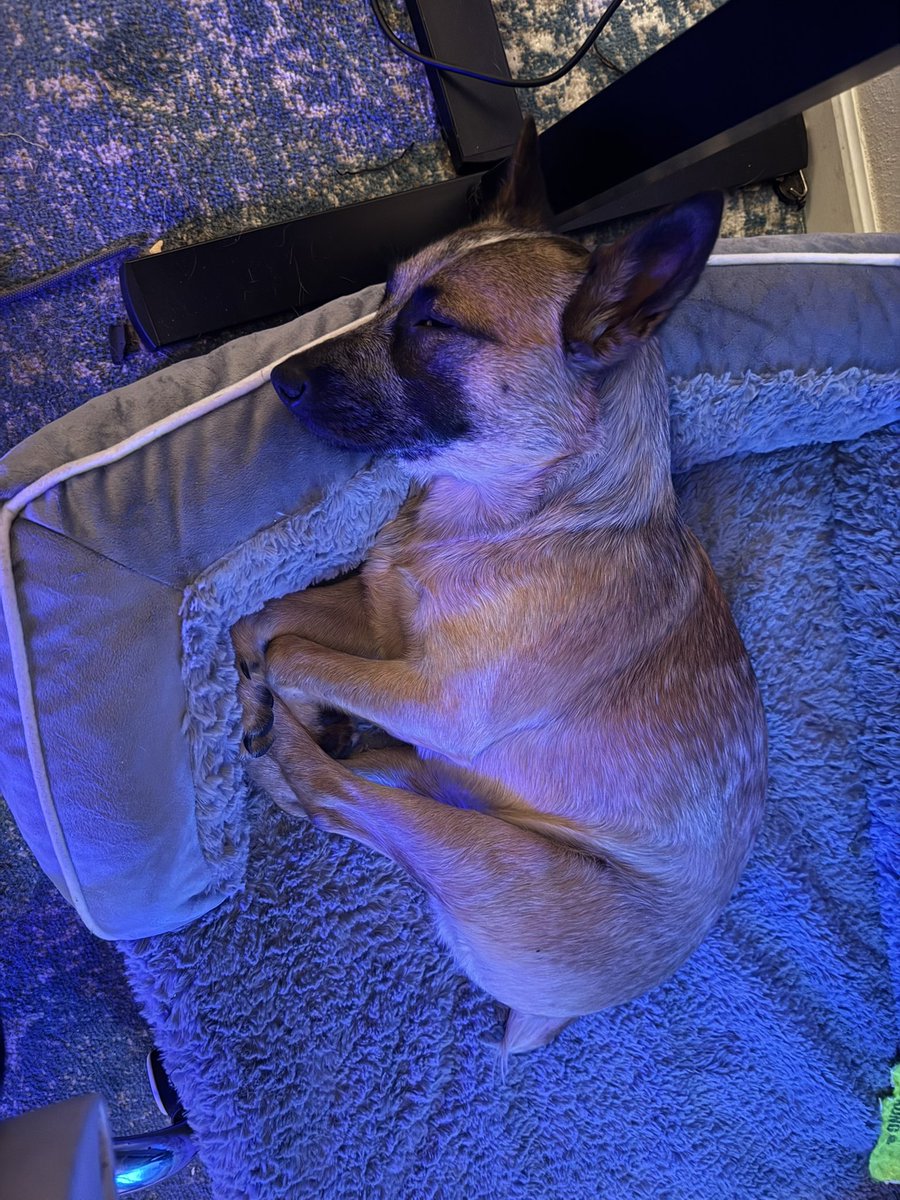 teameffujoe's tweet image. She went to the dog beach and swam for the first time today.