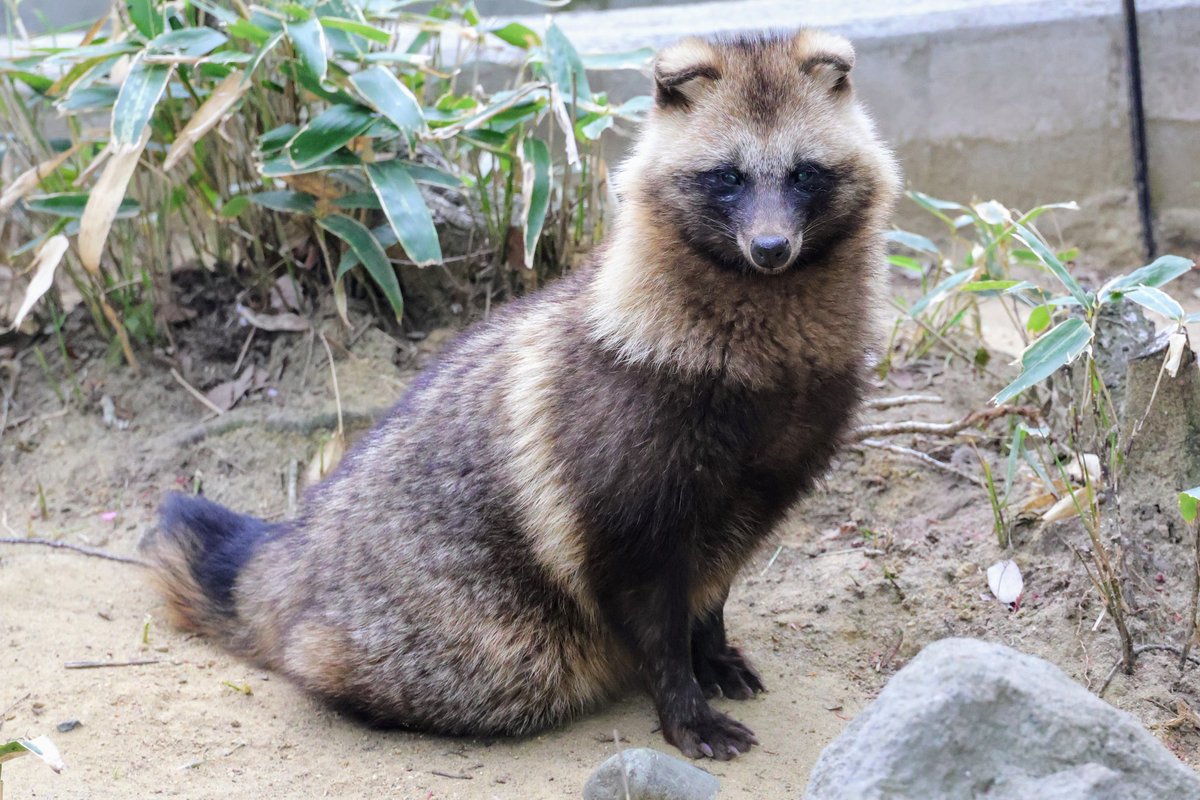 renard0214's tweet image. #全日本ポーズを決めた狸選手権
#八木山動物公園 #yagiyamazoo
#ホンドタヌキ #racoondog #tanuki
#おキヨ
📷️2025.04