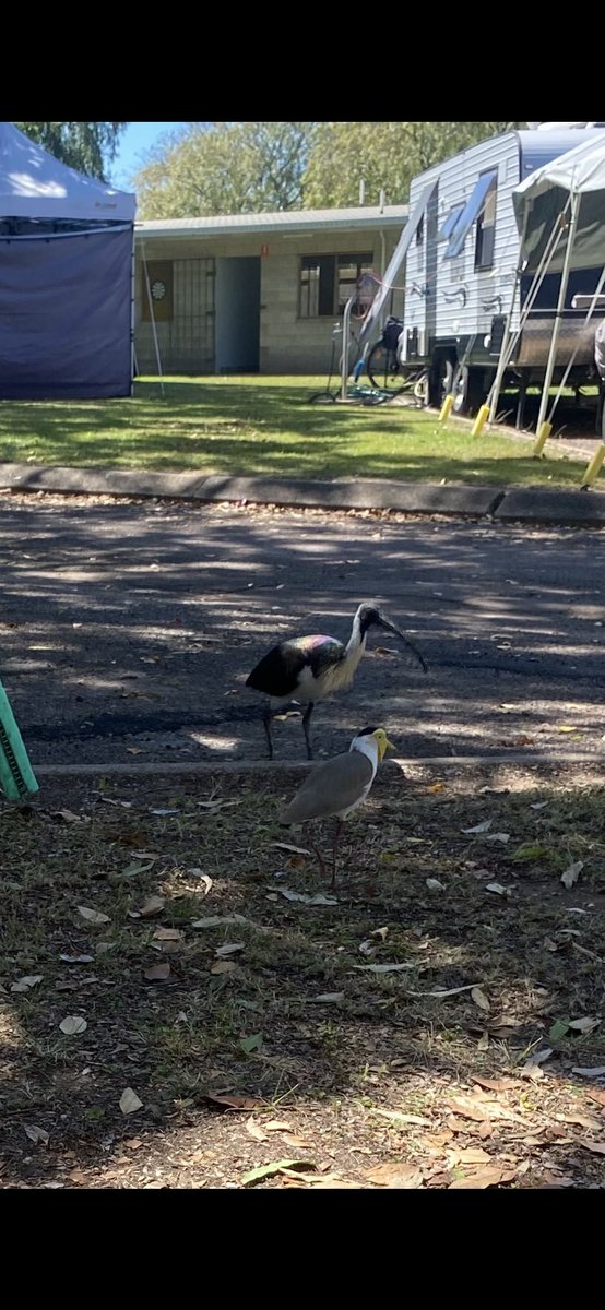 grantm_60's tweet image. ⁦@SandyHorne61⁩ A constant parade of bird life strolling past our Darwin campsite #vanlife #greynomads