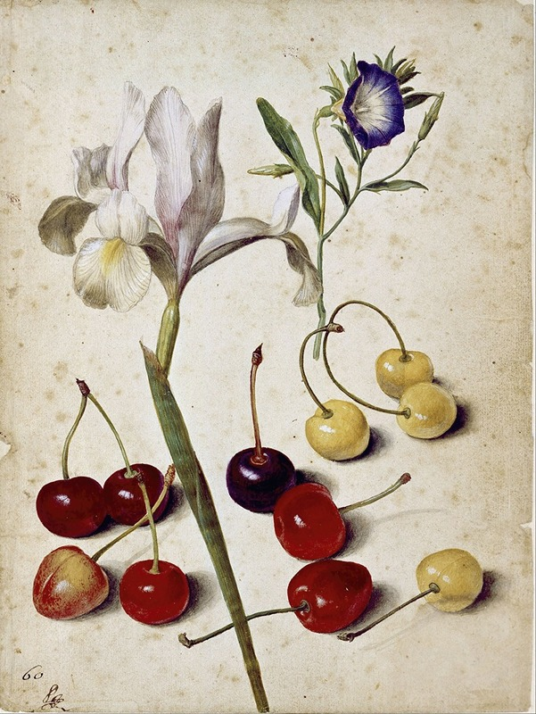 o0aga0o's tweet image. Spanish iris, morning glory, and cherries (1630)
Georg Flegel (German, 1566-1638)