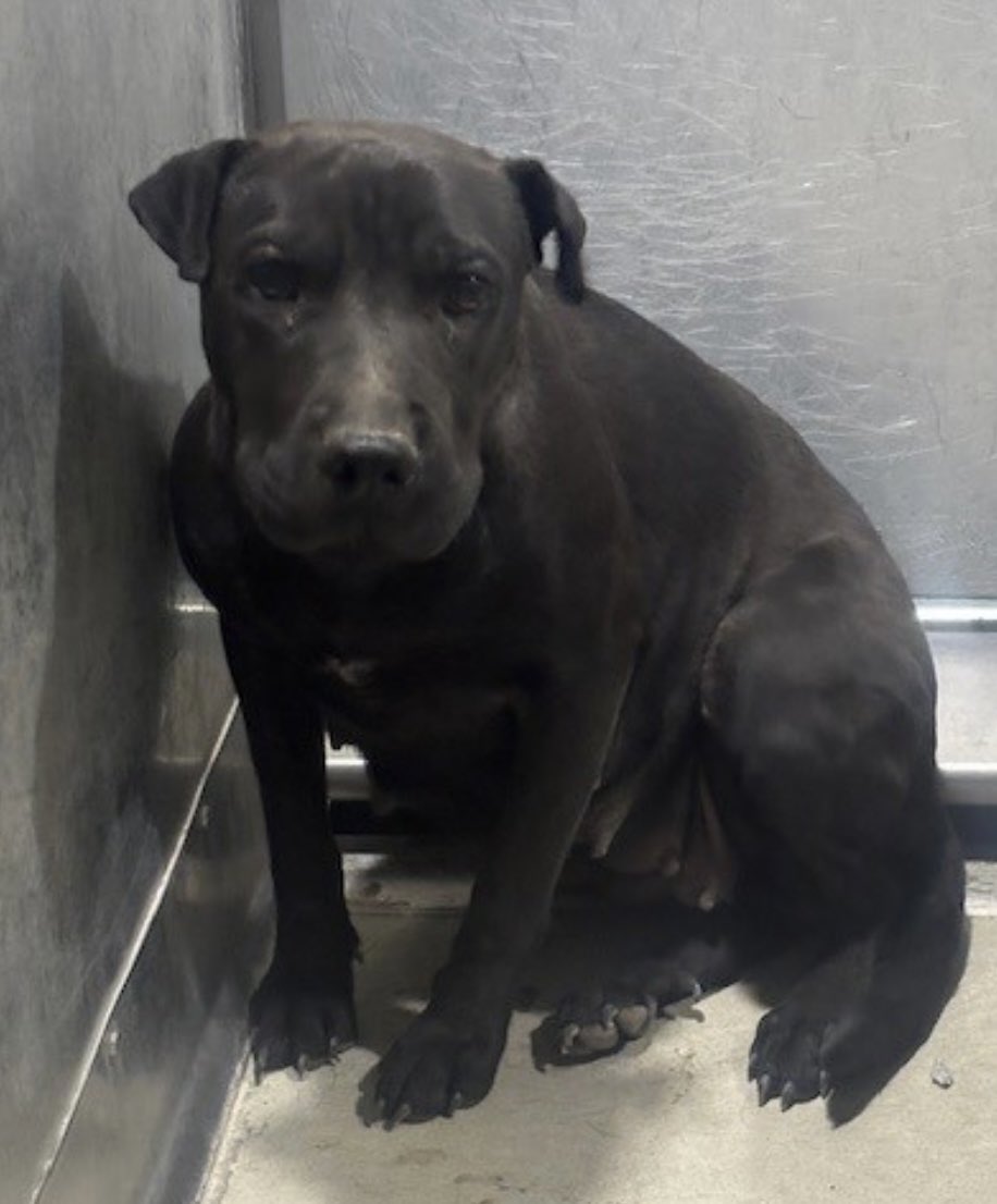 So happy to say precious YUKI has been adopted! 7/19
No more scary shelters for this darling!