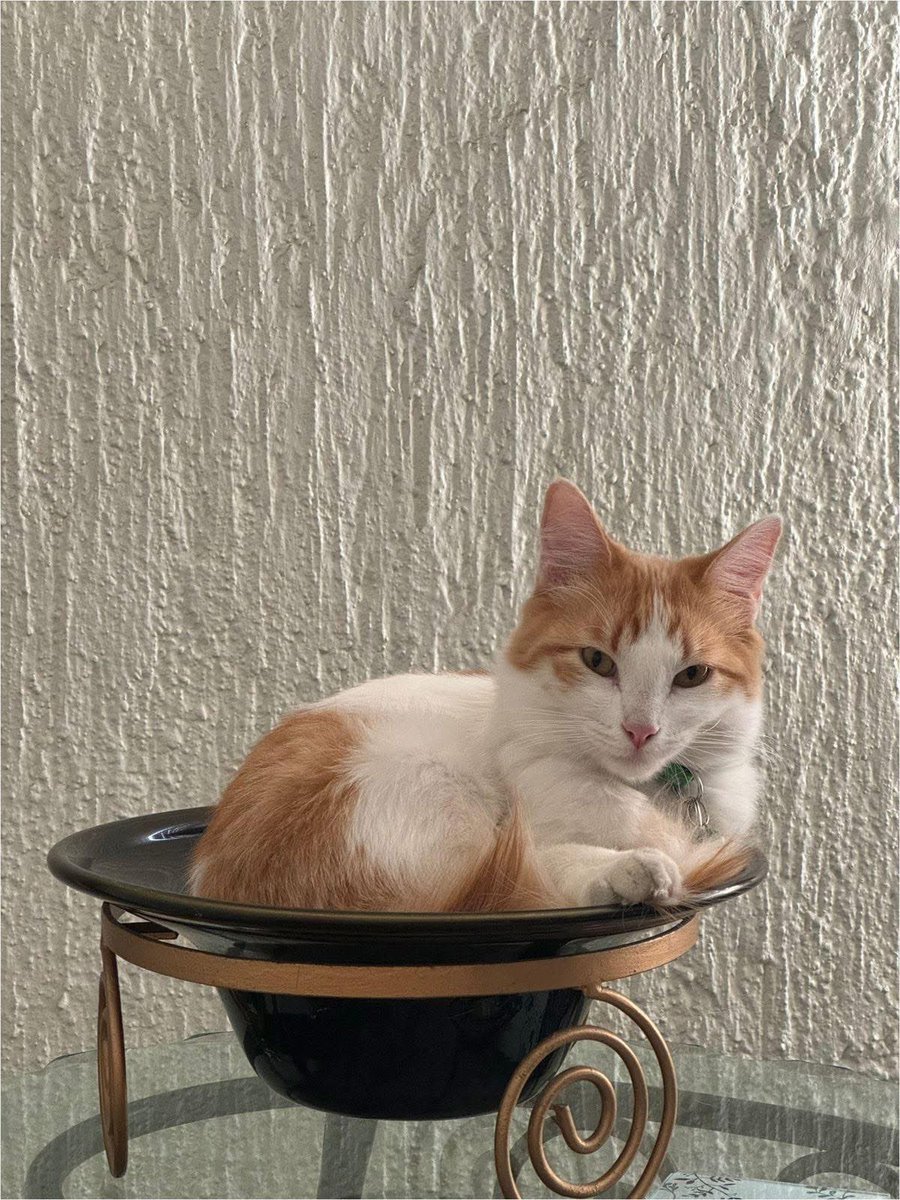 adoptagdl's tweet image. #EXTRAVIADO #RT 🙏🏼
Buscamos a Pancho! Se salió ayer por la zona del Colli Urbano.
Cualquier información favor de comunicarse al +52 33 2389 4287