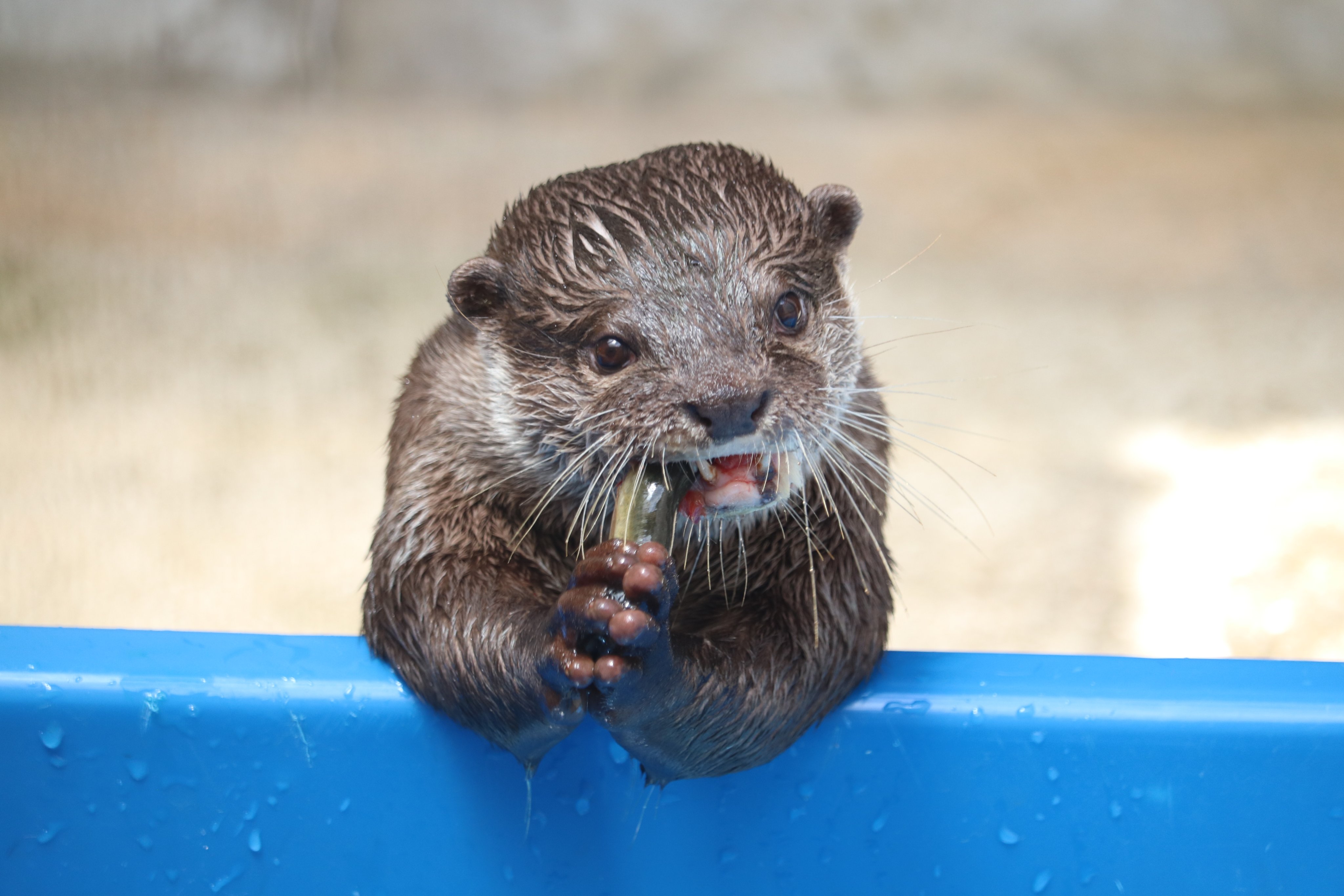ときわ動物園 ときわ動物園 - ときわ公園|山口県宇部市