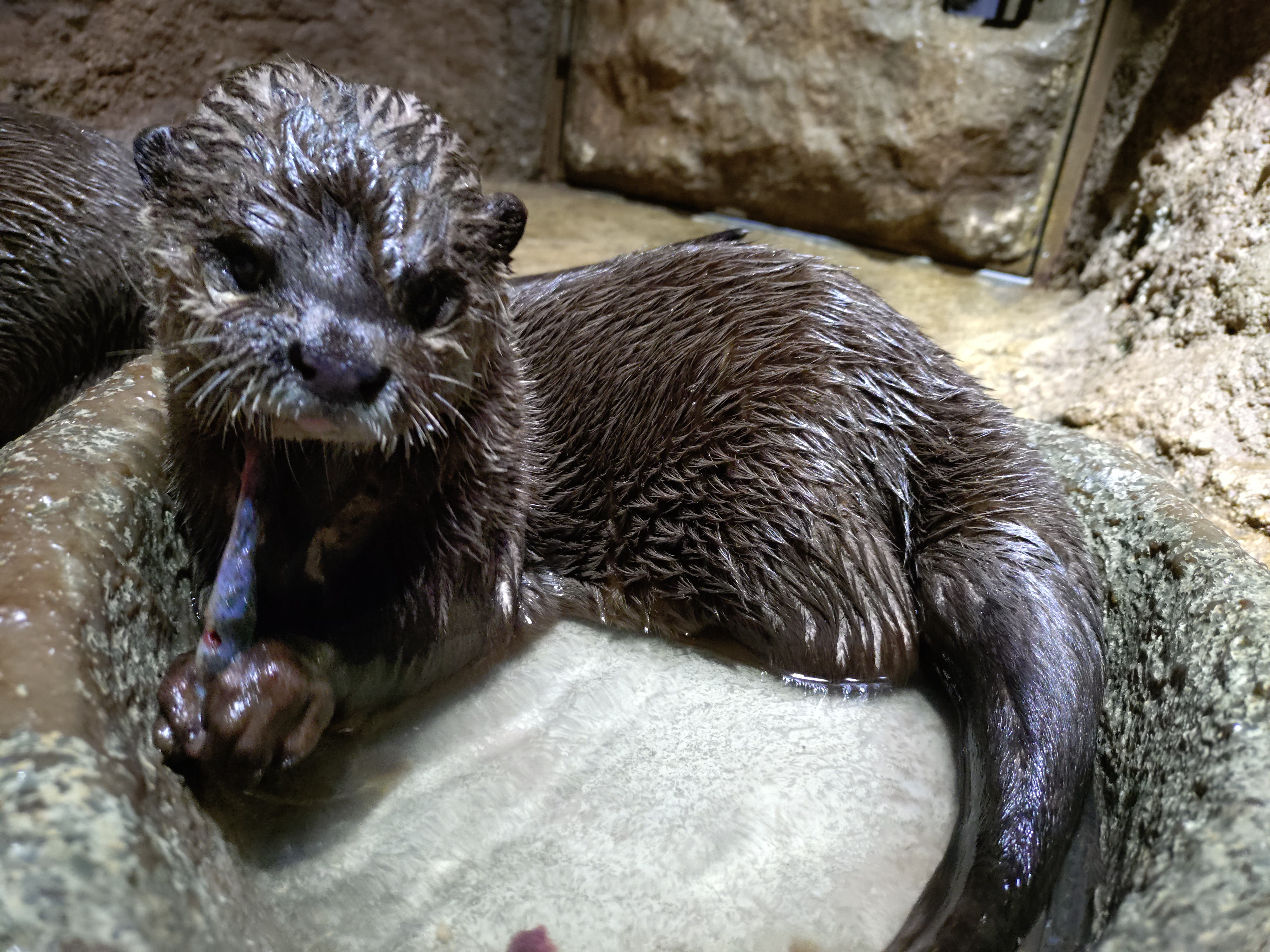 ときわ動物園 ときわ動物園 - ときわ公園|山口県宇部市