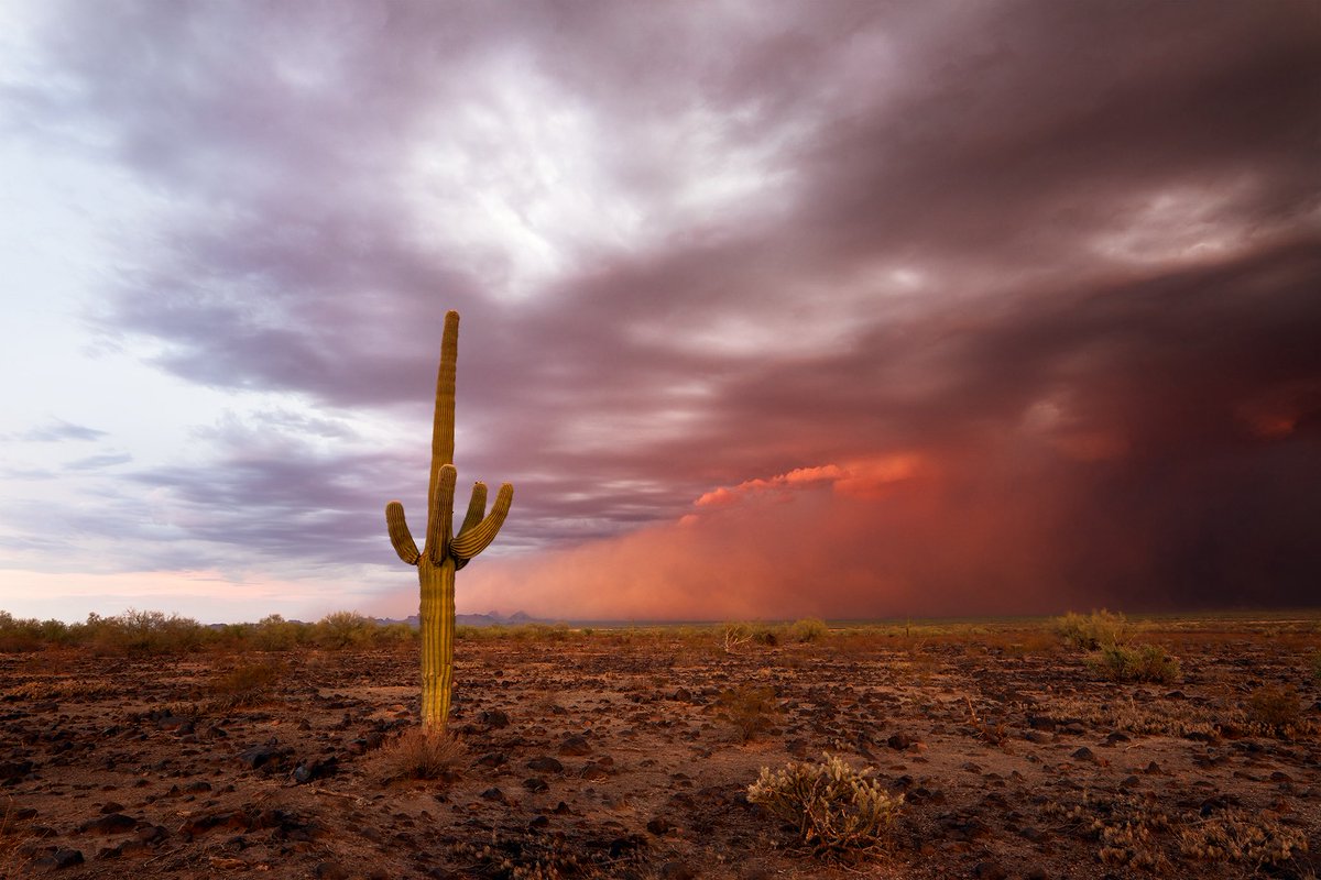 SirlinJohn's tweet image. The monsoon has been a little slow to get going this year but sometimes, all it takes is a splash of color. #azwx
