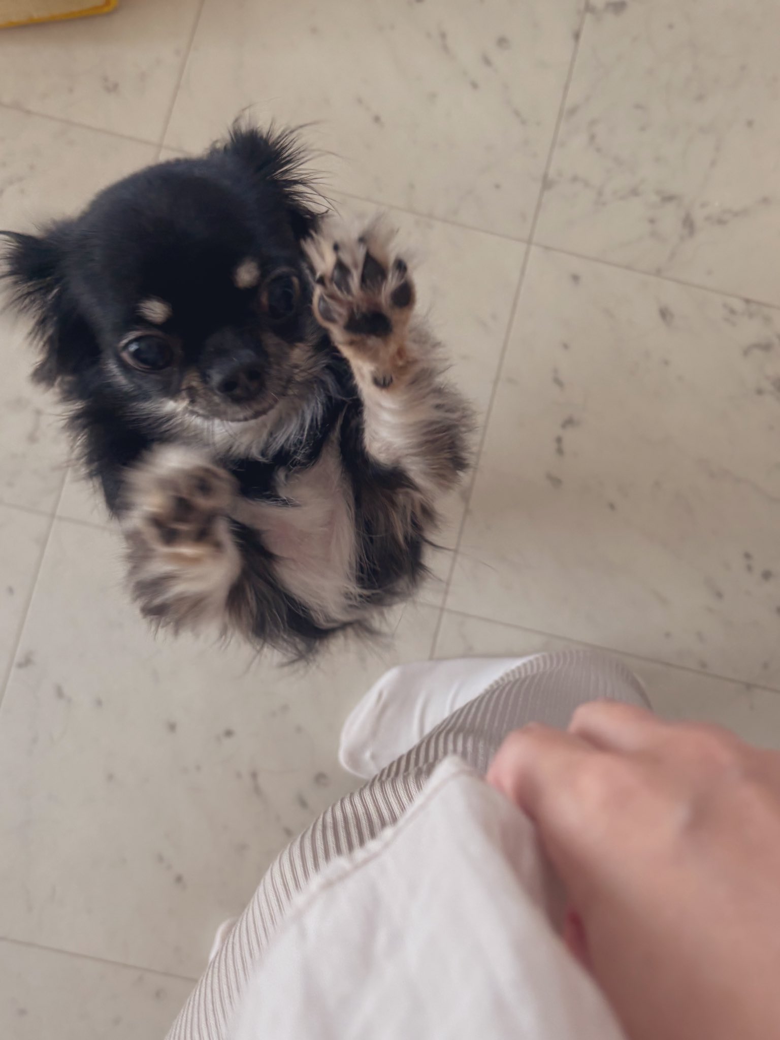 うちの犬ちゃん(ちわわ) on X: 
