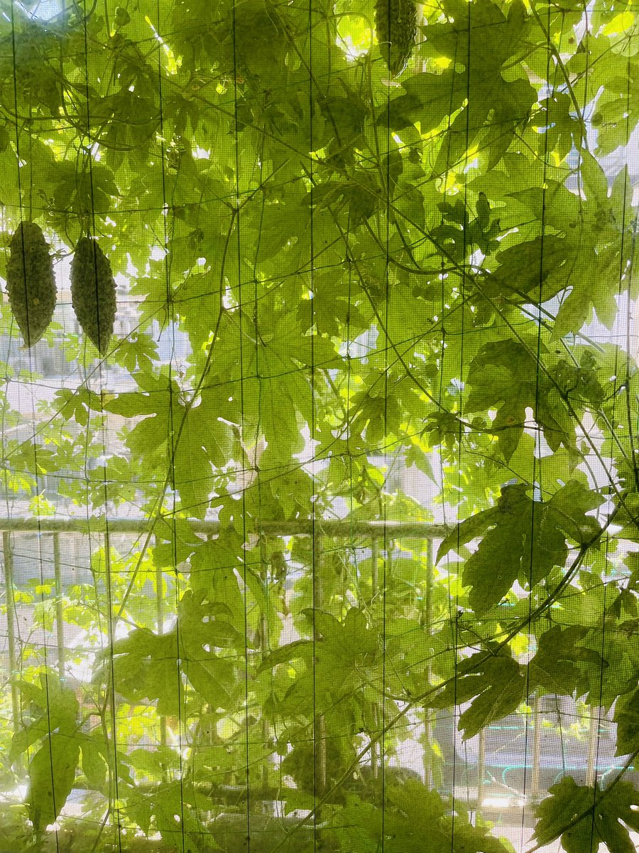 JRNHeadlines's tweet image. Japan Gardening News: green curtain status update.