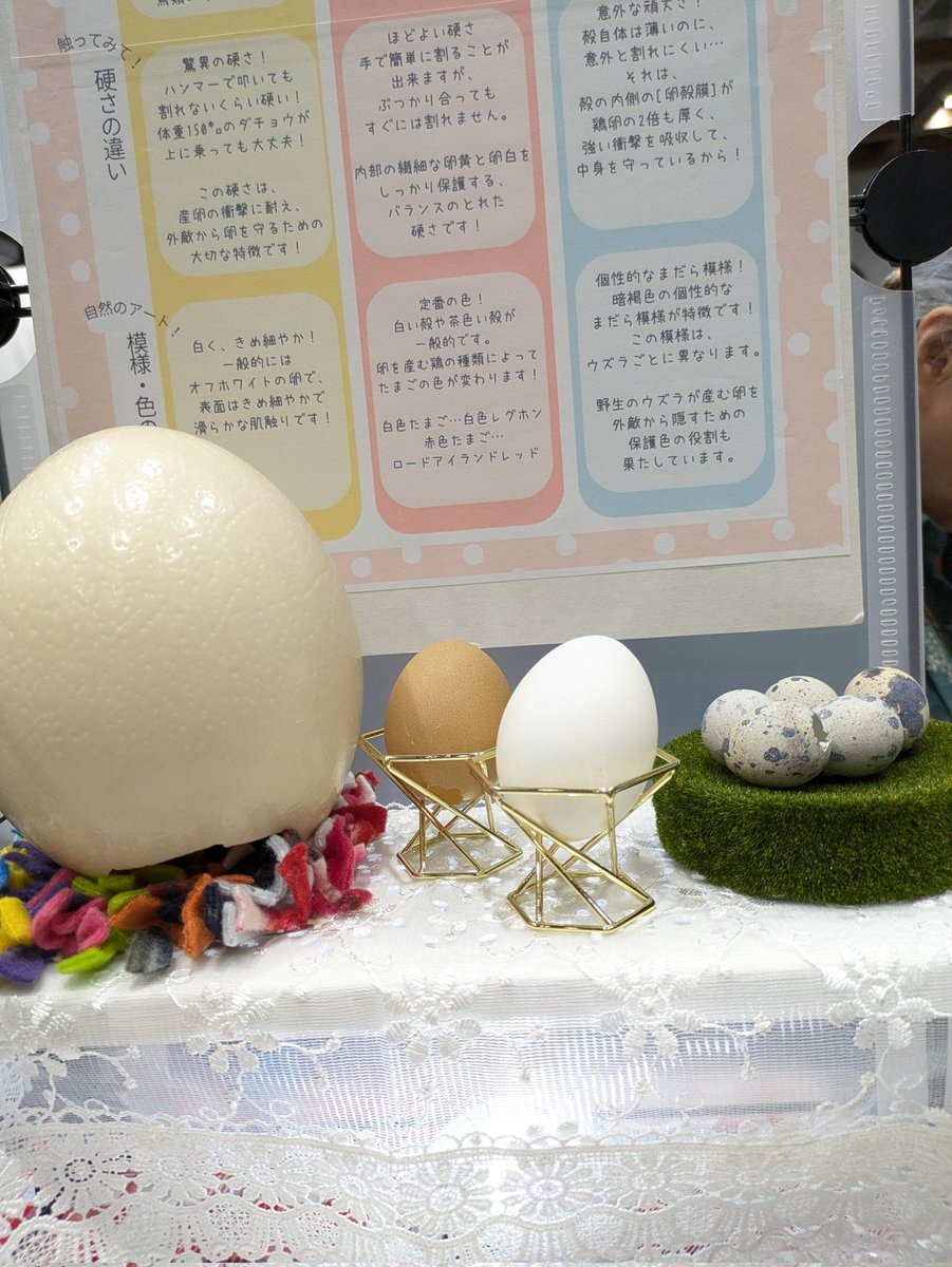 mininan84's tweet photo. #博物ふぇす
卵の殻から作る、
カラフルで不思議な動物たち☆

ガクタメは、ダチョウ・ニワトリ・ウズラの卵の殻を展示してます✨
ぜひ触れてみてください😊

博物ふぇすてぃばるin東京ビッグサイト
[出展名] ReonFamily
[出展日] 7/20㈰、7/21㈪
[ブース] E-35

#博物ふぇすてぃばる
#卵の殻 https://t.co/2I030TziC4