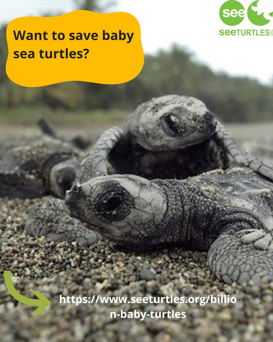 SEEturtles's tweet image. ✨ Want to help baby sea turtles? Start here. ✨
Every piece of trash you pick up helps—but you can do even more with Billion Baby Turtles, our global campaign to protect sea turtle hatchlings.
Learn more➡️ seeturtles.org/billion-baby-t…
