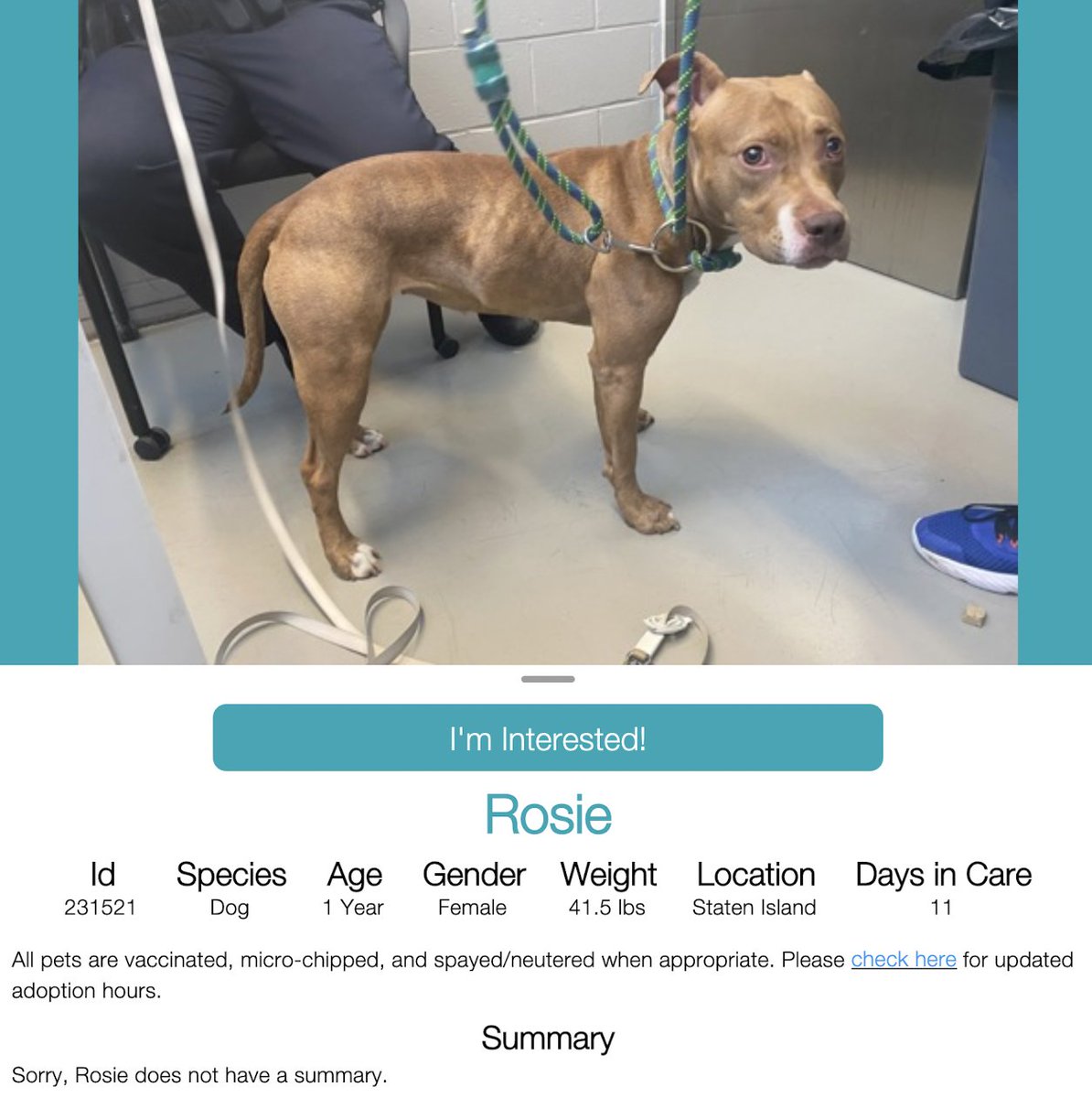 ROSIE 🌟  #231521  1yr old Girl 🌟.  NYCACC 
Rosie is a beautiful little girl that's still a puppy 🌟
Abandoned and afraid.. you can see the fear in her 
eyes!! These owners dumping these dogs are 
trash!! She needs a loving home!!
#Adopt. #Foster
#Pledge4Rescue 
SAVE ROSIE 💗🏡