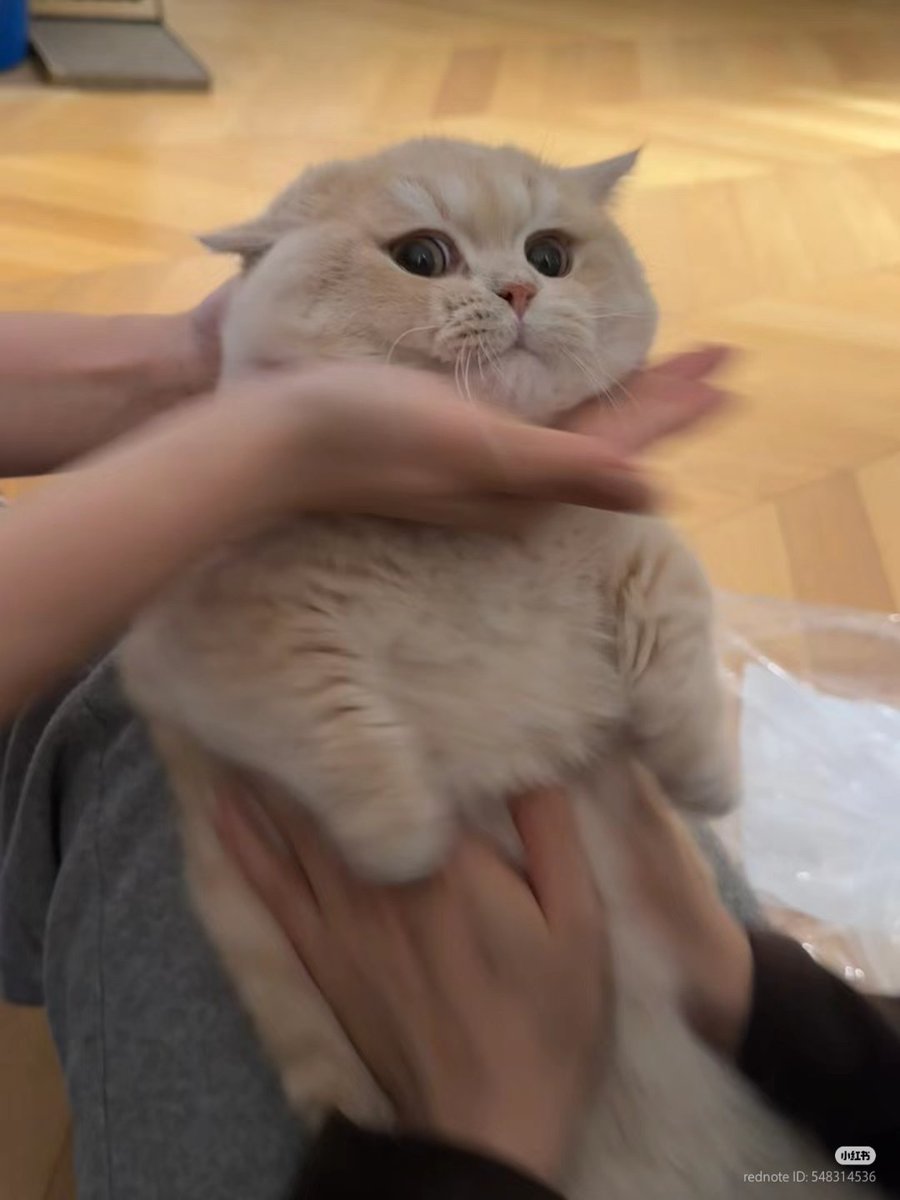 nocontextscats's tweet photo. cutie https://t.co/AhjFPcnetS