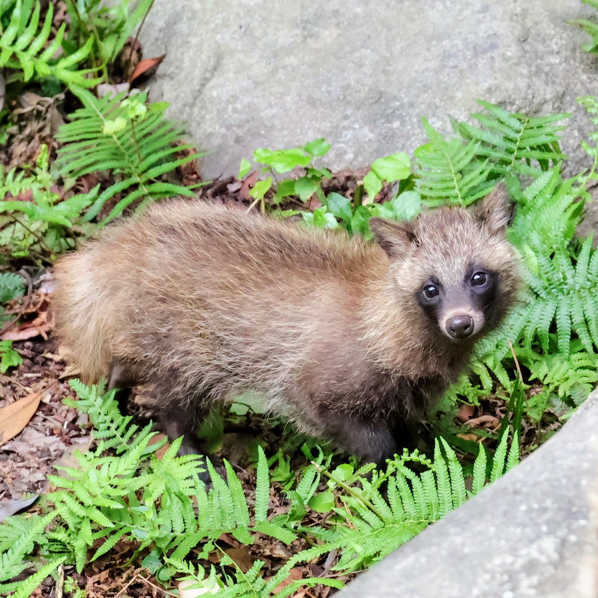 renard0214's tweet image. 緑とたぬき
#とくしま動物園 #tokushimazoo
#ホンドタヌキ #racoondog #tanuki
#ナッツ か #クルミ
📷️2025.07